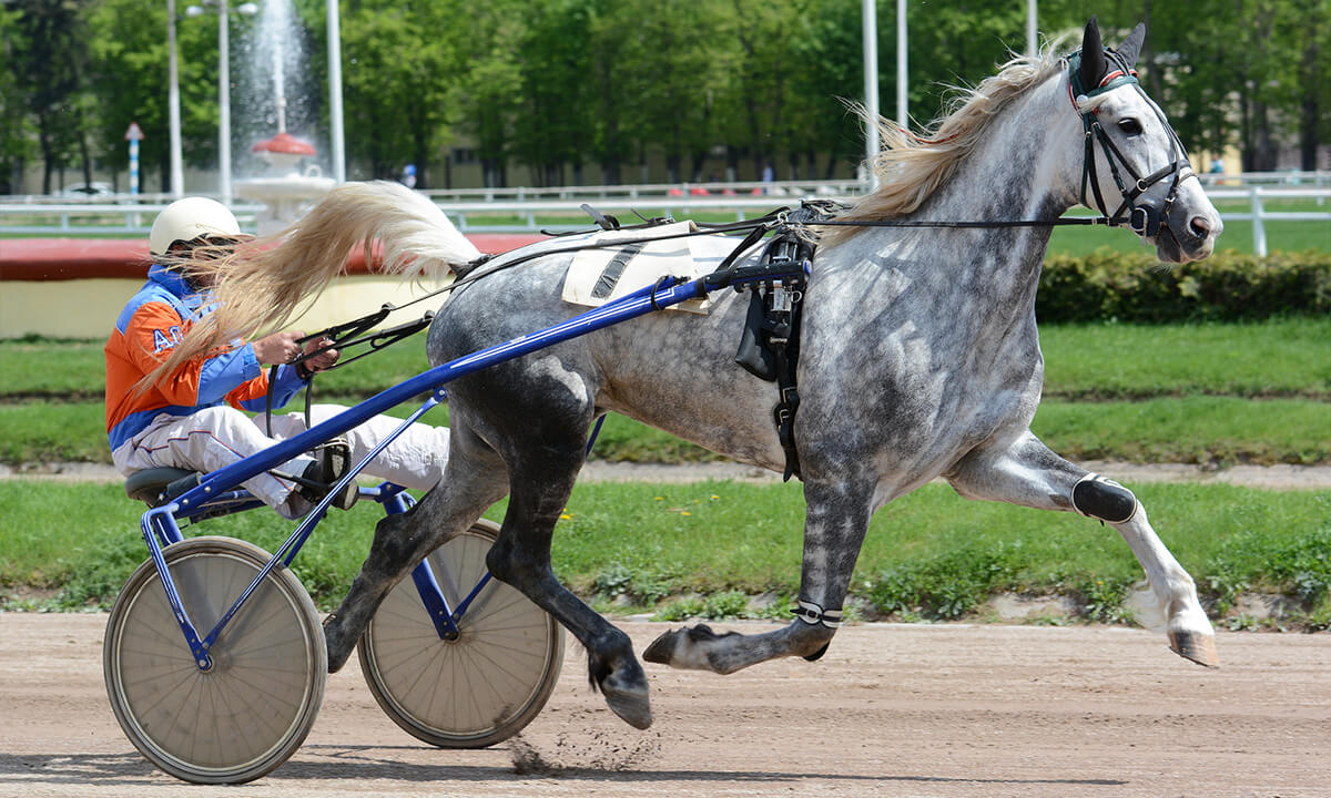 Standardbred Horse - Gimpanzee Dancer