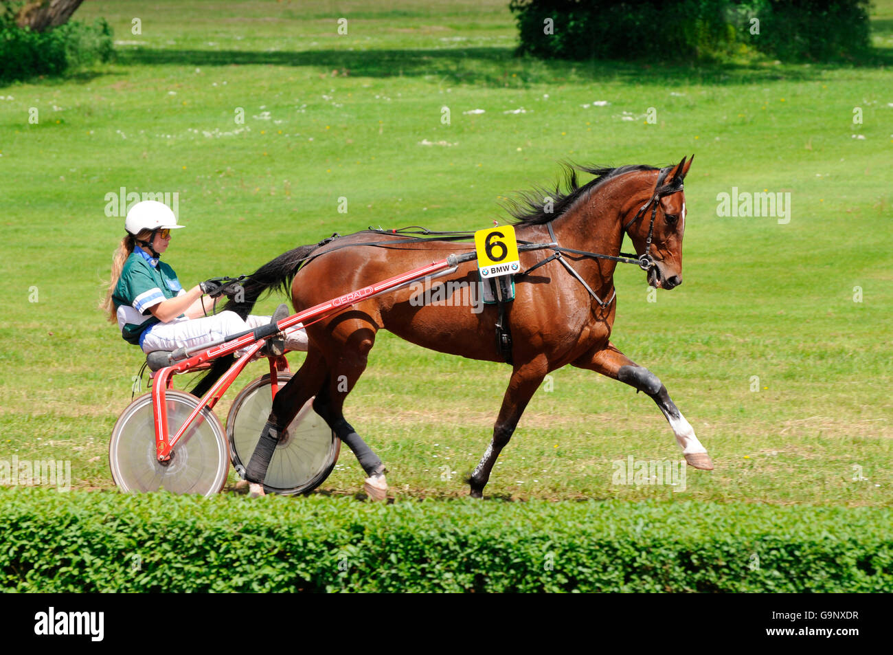 Standardbred Horse - Weslynn Dancer