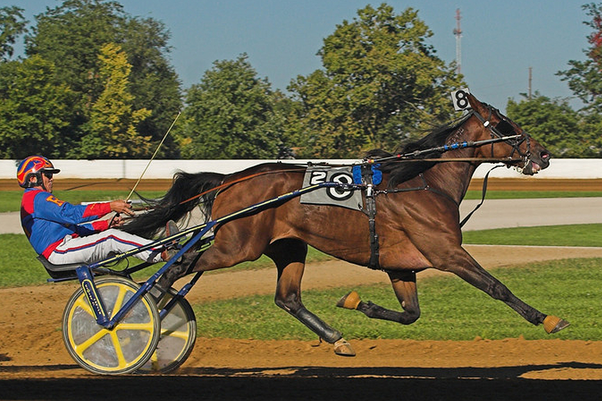 Standardbred Horse - Green Ballet
